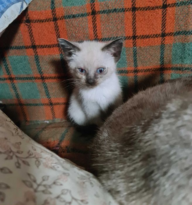 Ofer spre adopție pui de pisica