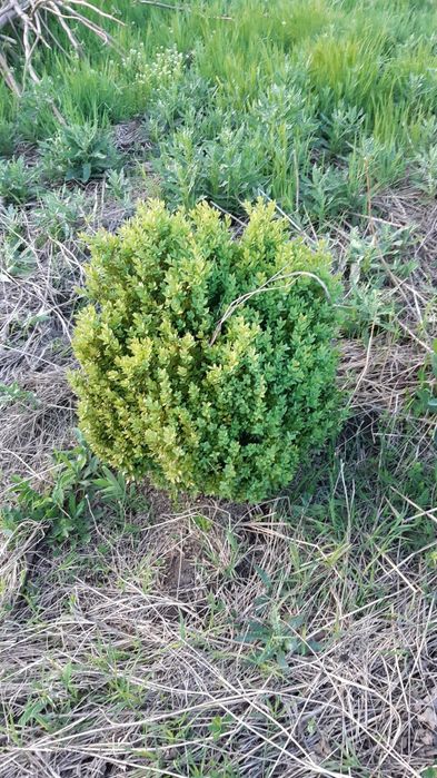 Buxus pentru gard viu și solitari.