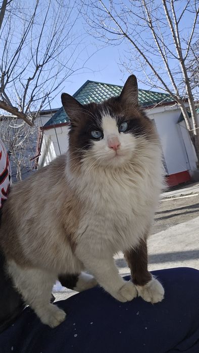 Котят продаётся.