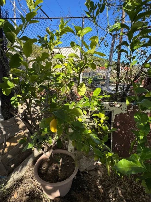 Лимонови дървета