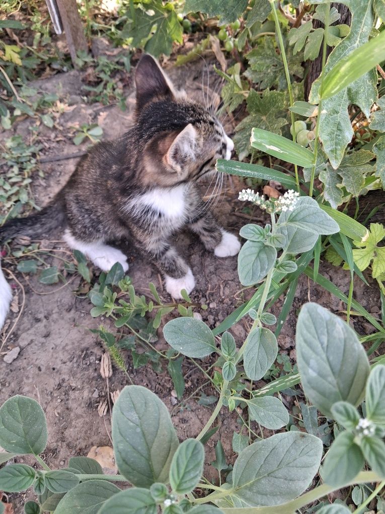 Подарявам котета