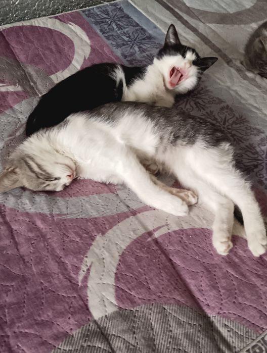 Отдам котят бесплатно