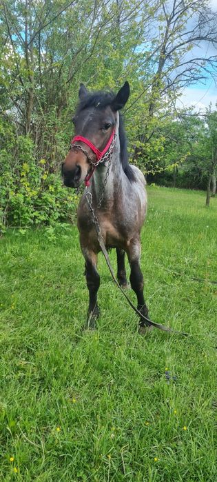 Mânz de vanzare de 1 an