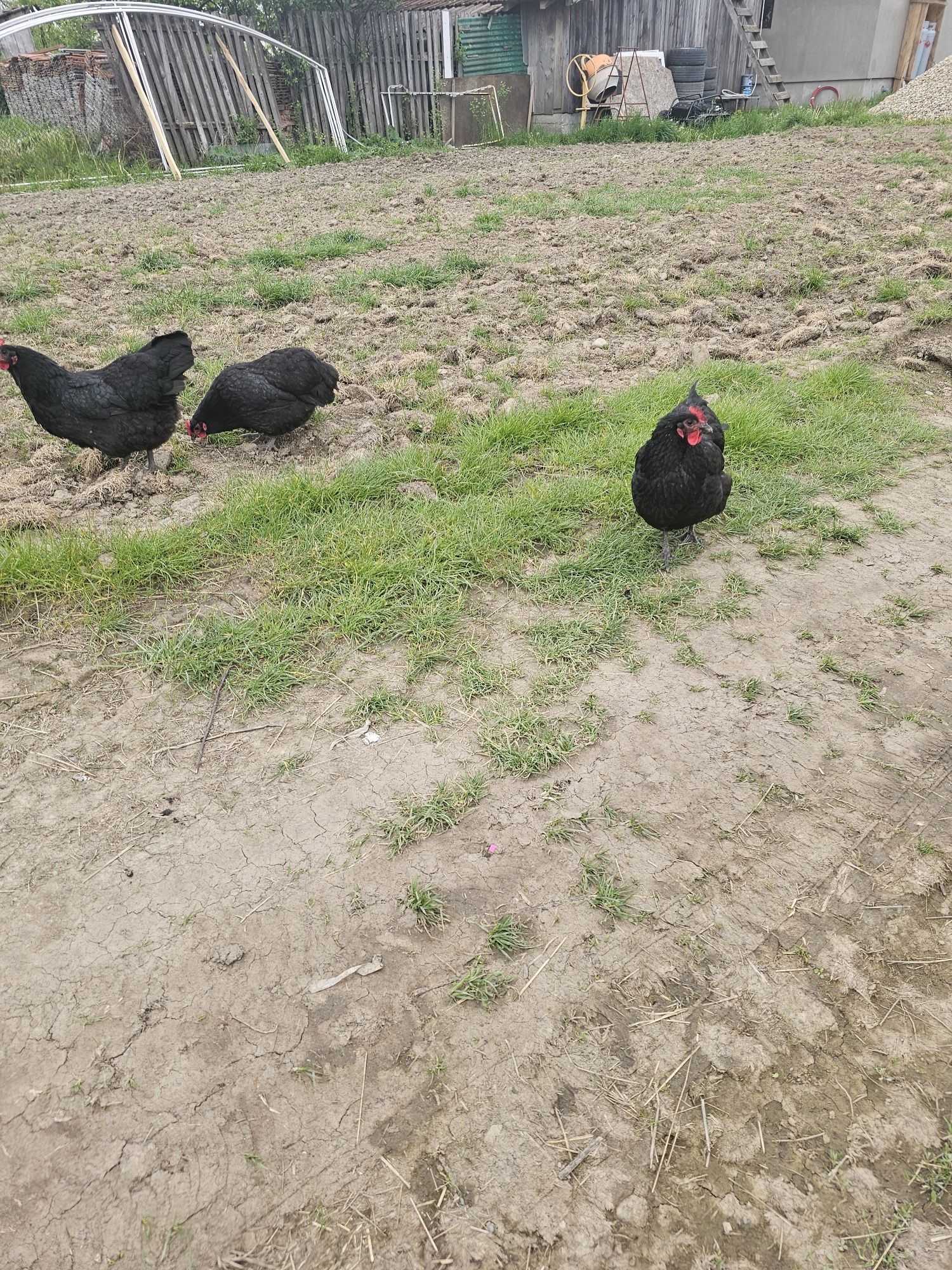 Vând 4 găini ouatoare Australorp și un cocos