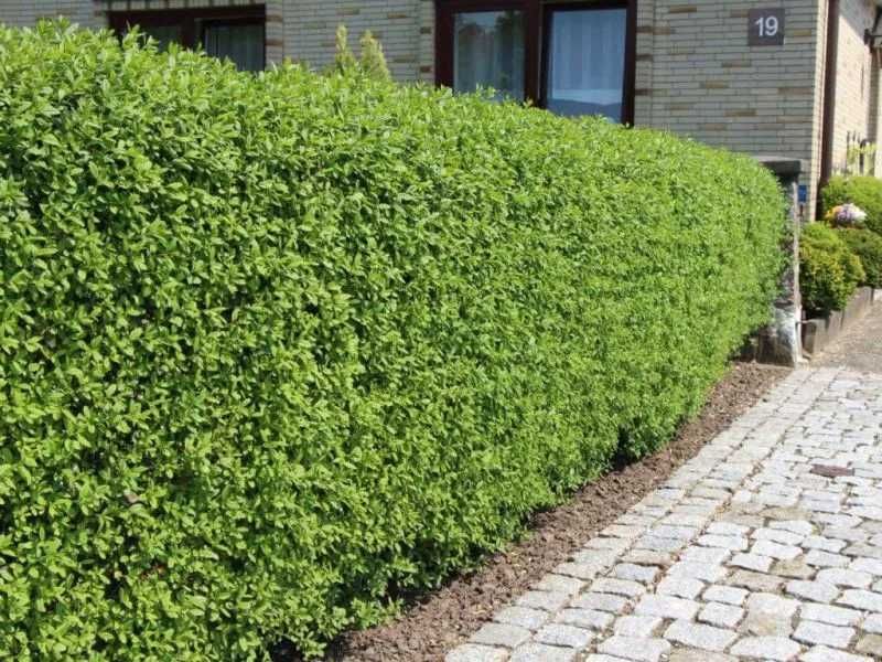 Vindem Lemn Cainesc - Lingustrum la super pret- Buxus la ghiveci -