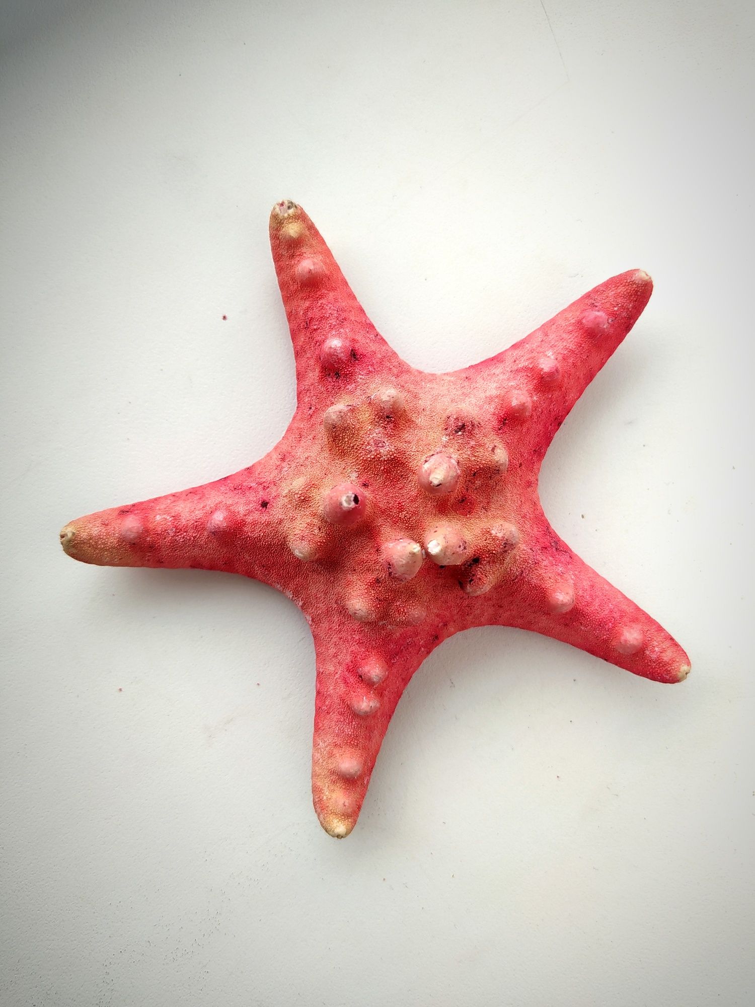 Коралловая рогатая морская звезда (Protoreaster nodosus)