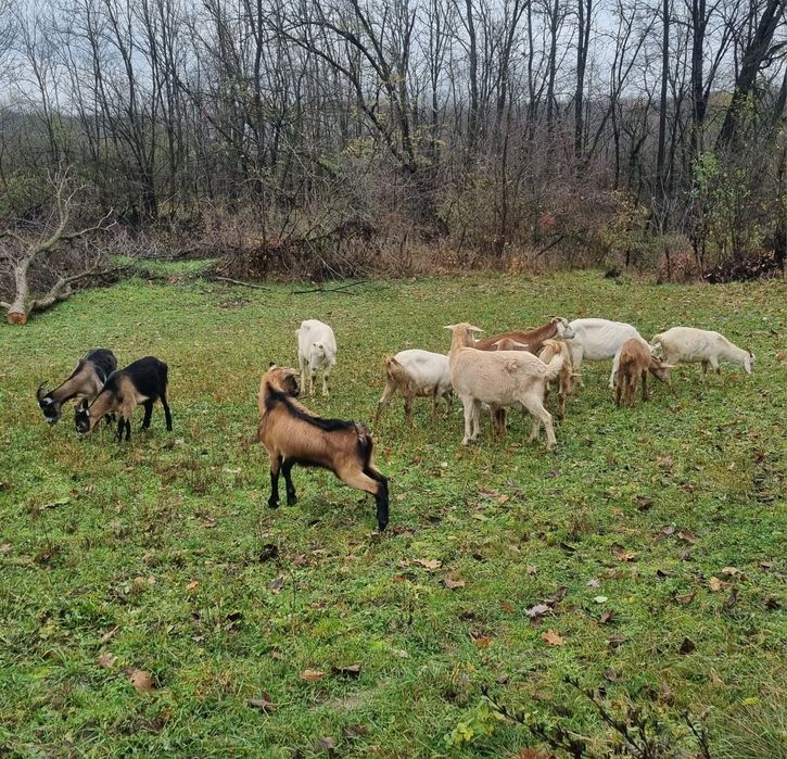 Capre de vanzare [ Romanesti si Alpin Francez ]