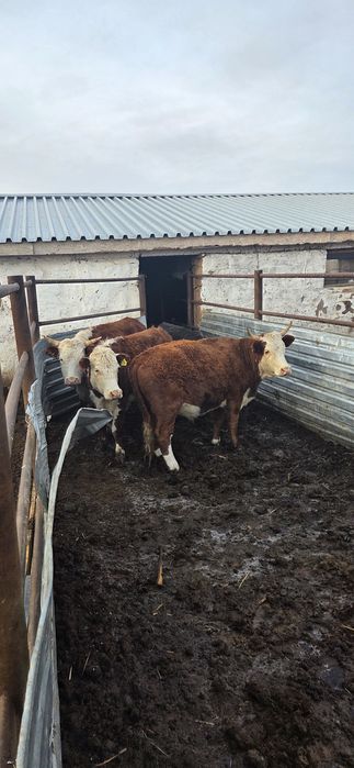 Продам быков 1.5 кастраты