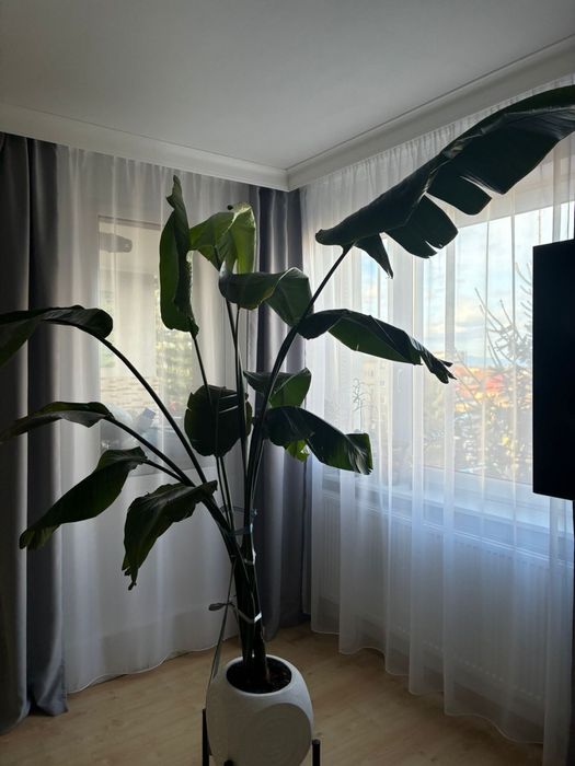 Planta decorativa naturala