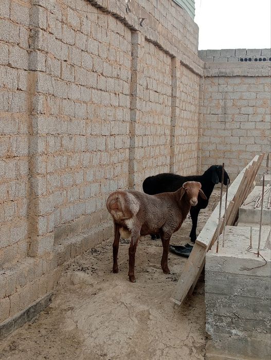 Qoy sotiladi qochqor