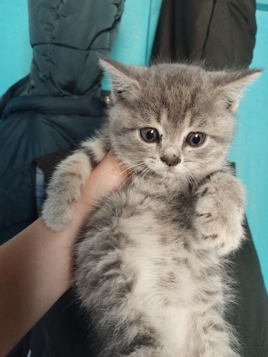 Британские длинношёрстные котята