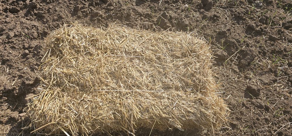 Продам ячменную солому 2024 года