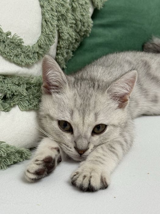 Продам котенка британской породы