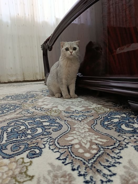 Серебристый шиншила