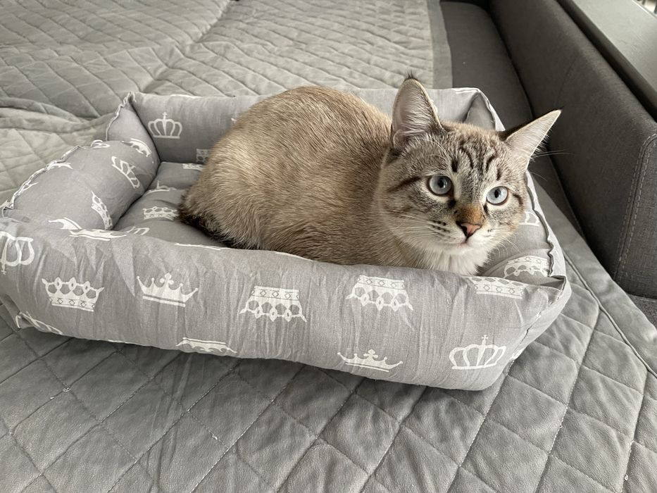 Отдам Пряника в добрые ручки.