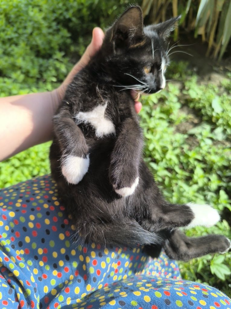 Котята мушукчалар бепул
