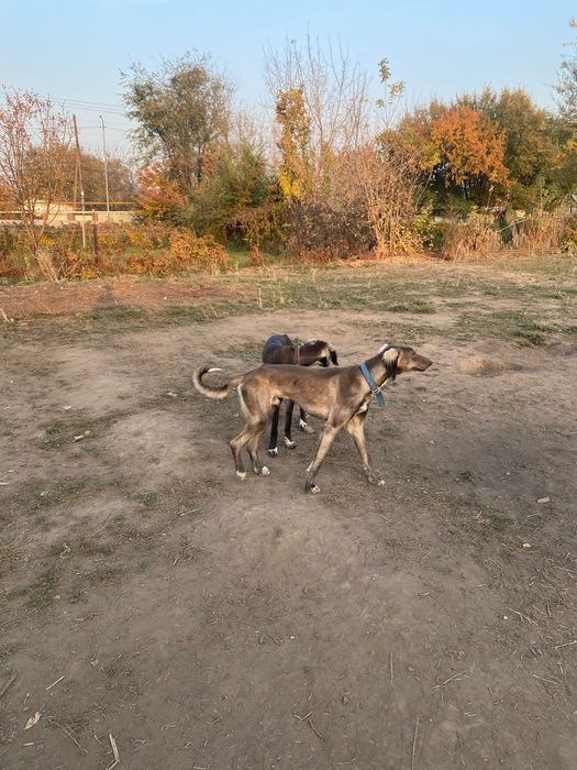 Тазы иттер сатылады