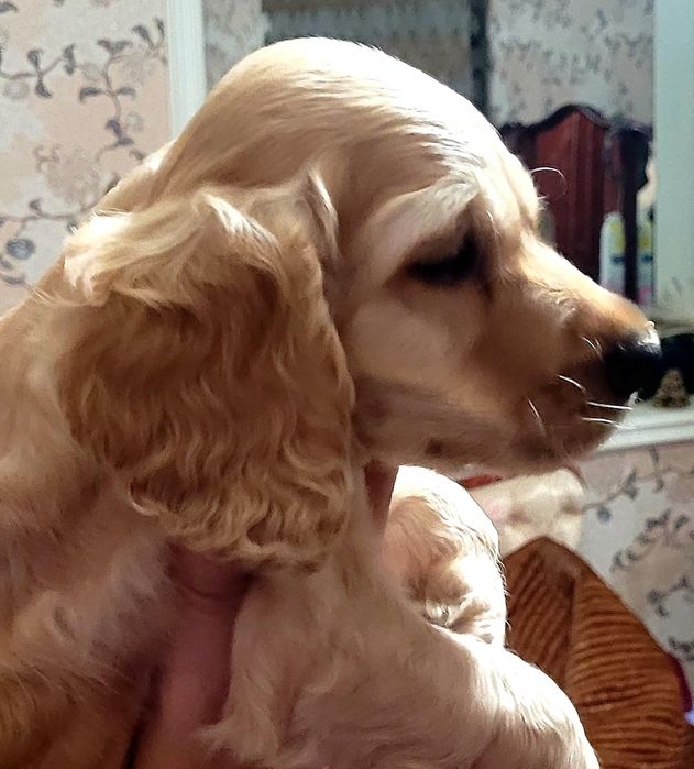 Щенок кокер спаниель