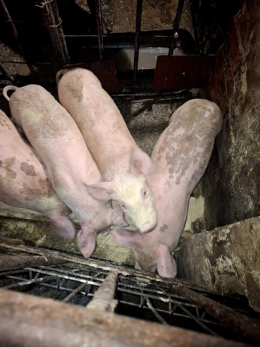 Продавам малки прасенца !