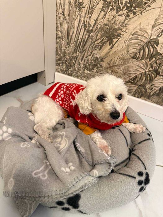 Bichon, caut o casuta calda