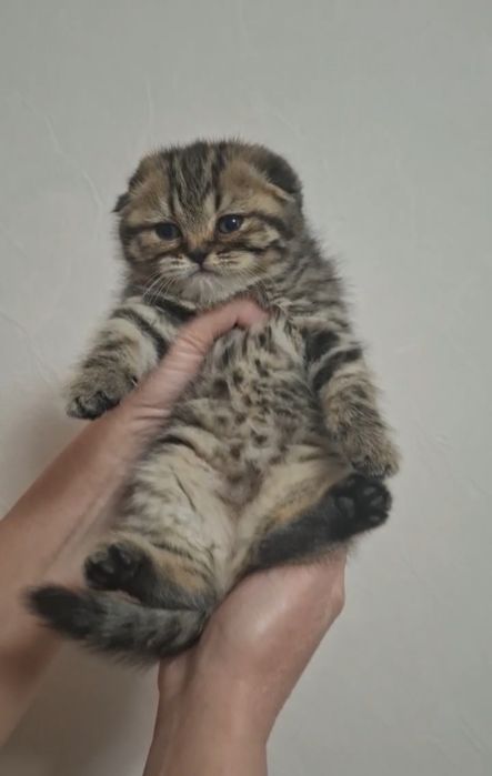 Скотиш фолд золотая шиншилла табби Чистокровная девочка