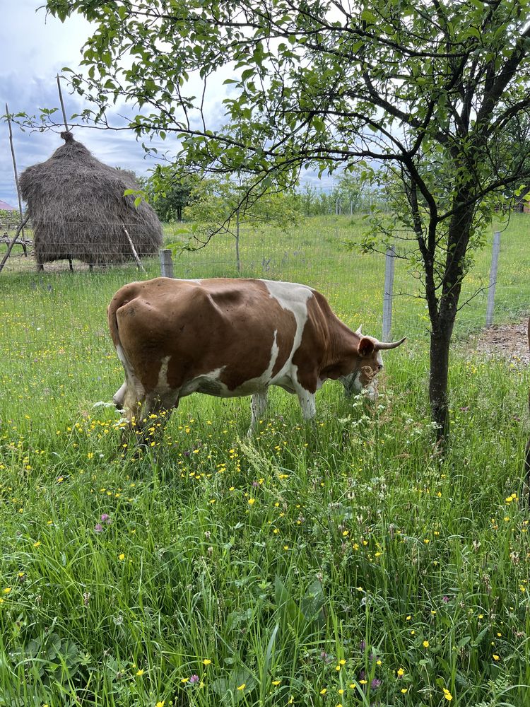 Vand vaca gestanta de 4 luni jumatate