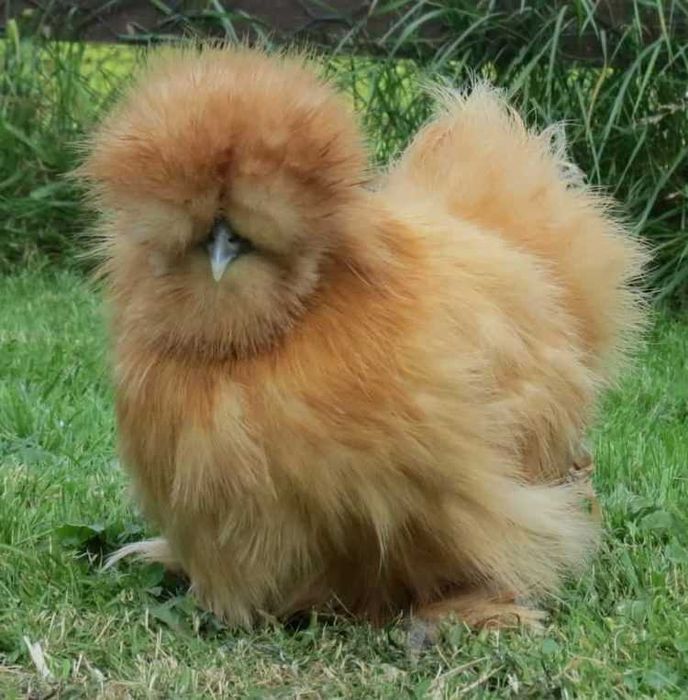 Gaini de matase japoneze Silkie (perechi, pui, oua)