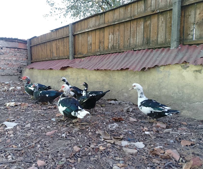 De vânzare rațe mute!