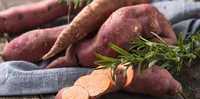 Răsaduri, butași, semințe, sămânța, lăstari, răsad de Cartofi Dulci !