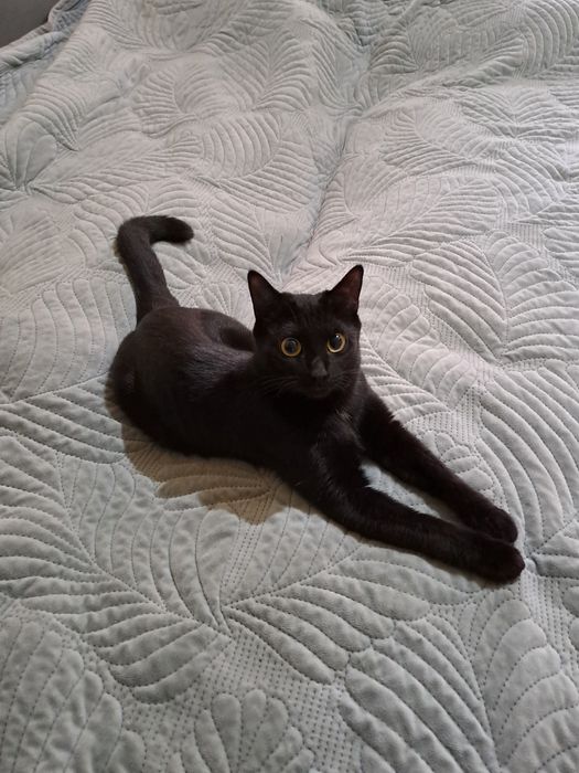 Отдам кошечку бесплатно