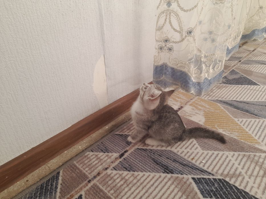 Продаётся котята