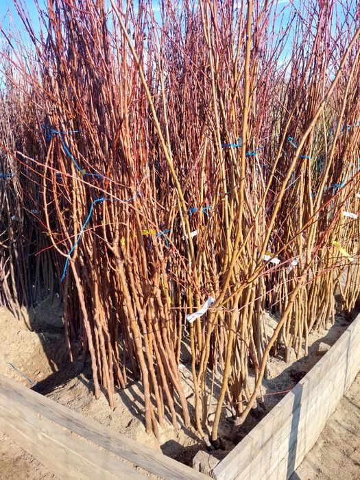 Pomi altoiti si vita de vie