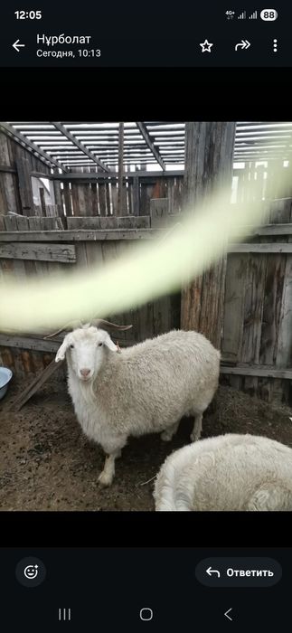 Продам коз на разведение или можно зарезать.