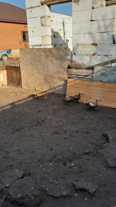 Қызыл үйрек. Дикий красный утка.