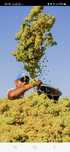 Struguri de vin recoltă direct dela producător