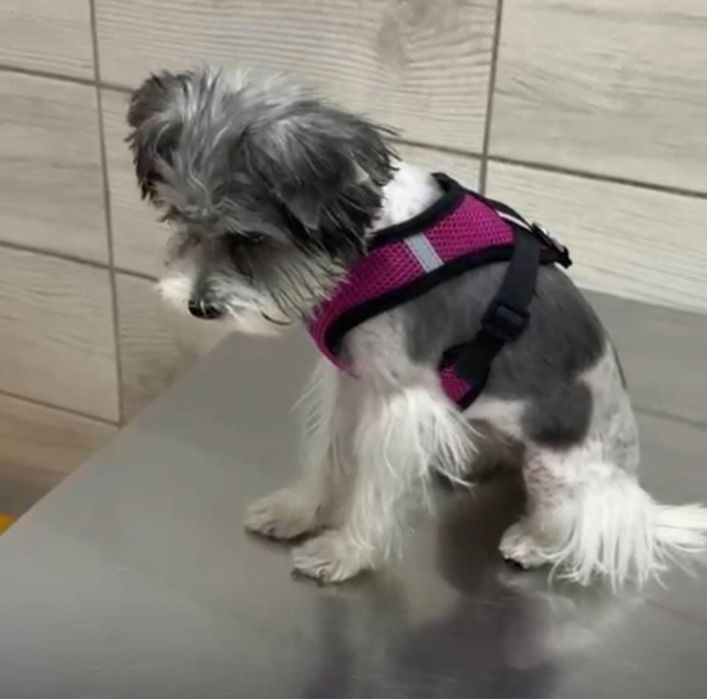 Йорг срочно отдам