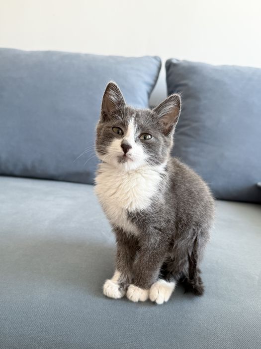 Милый котенок ищет семью