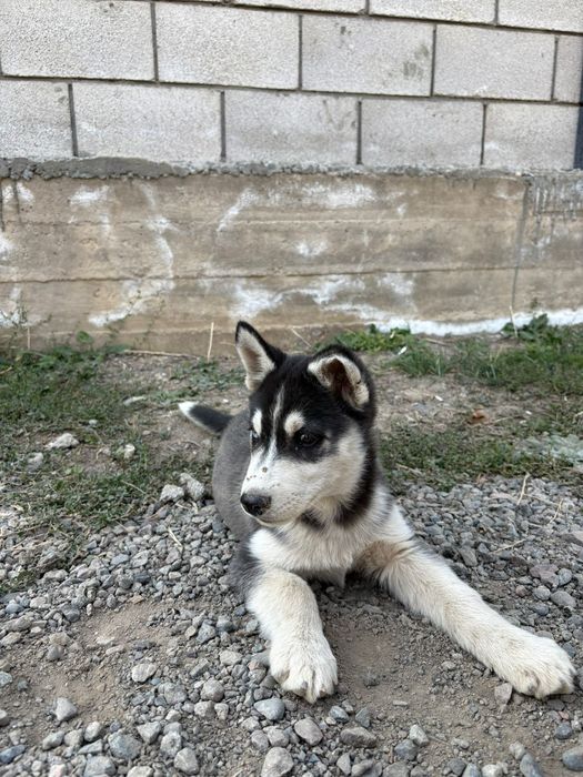 Сабак Хаски чистокровный
