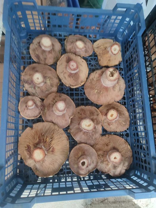 гъби буркани прясна замразена суха манатарка сърнела сладко консерва