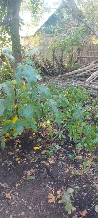 Жаңғақ көшеттері