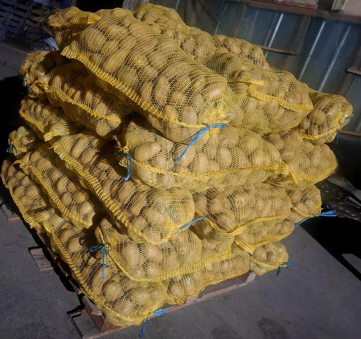 Продавам едър картоф СОРАЯ 0.80ст