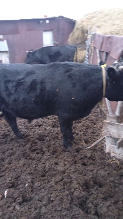 Продам быков ролторашки 2 головы .