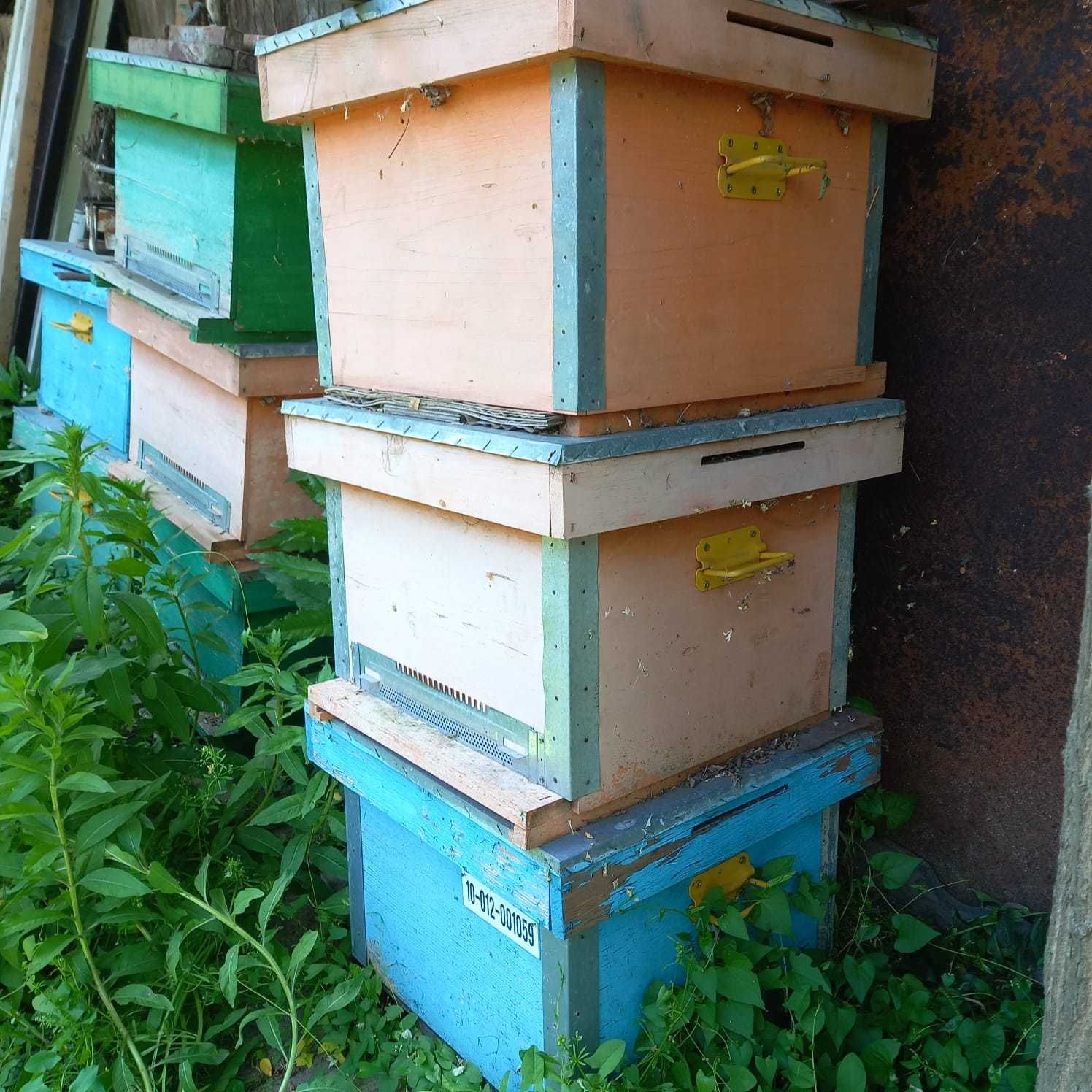 Produse apicole ,cutii familii albine