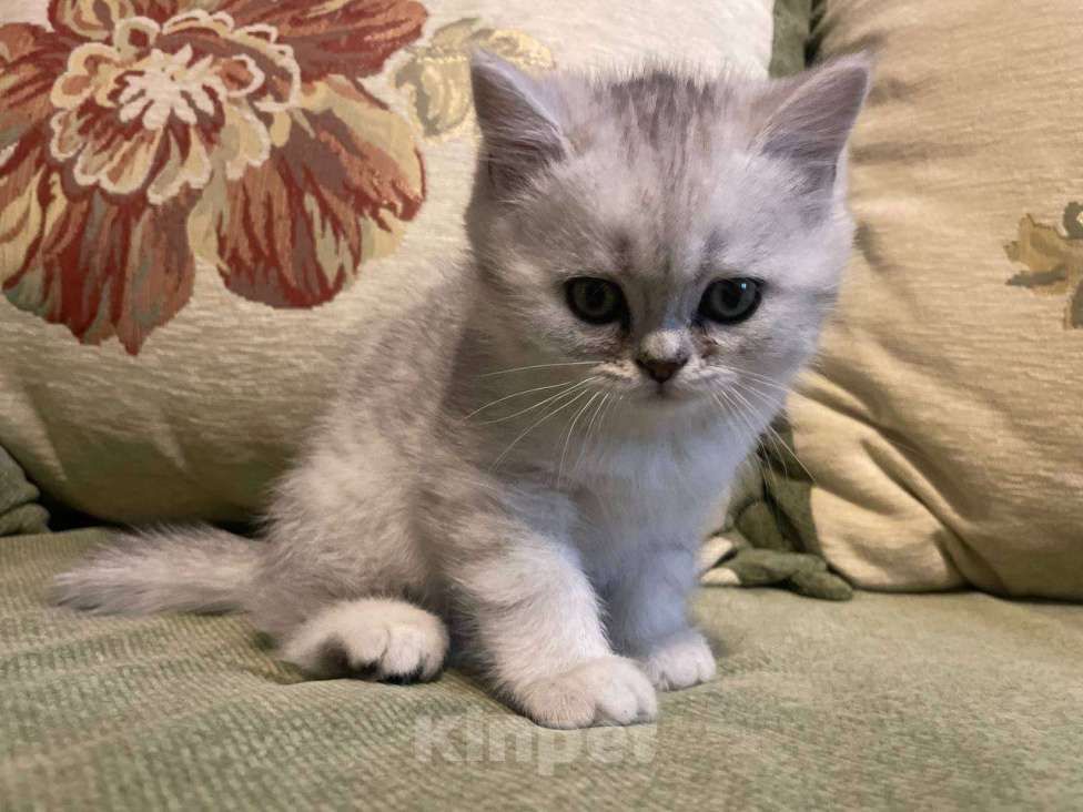 Британка серебристая шиншилла