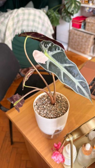 Alocasia Pink Bambino Var. Грудка