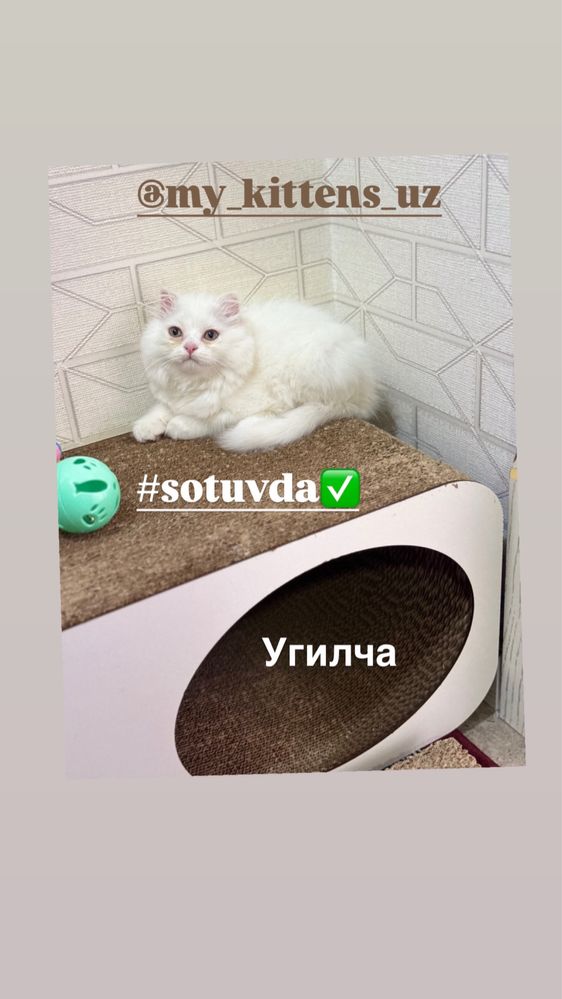 Котята умные фолд и страй мальчики