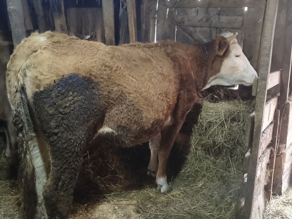 Vind vacă de 4 ani cu lapte cuminte