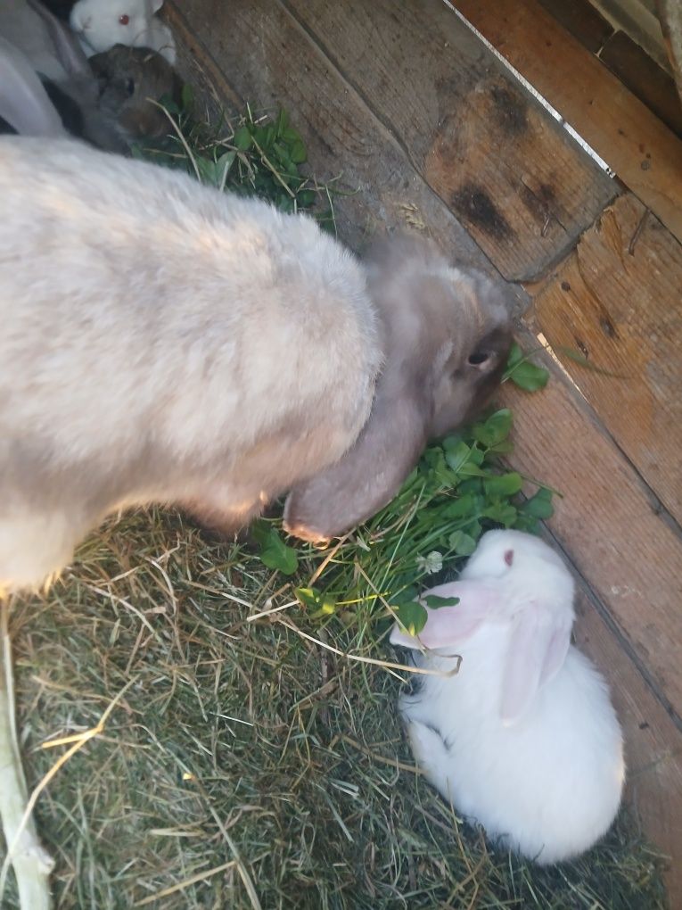 Puiuți berbec german