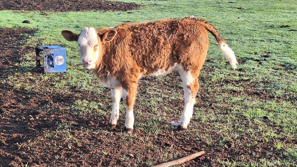 Vand viței frumoși