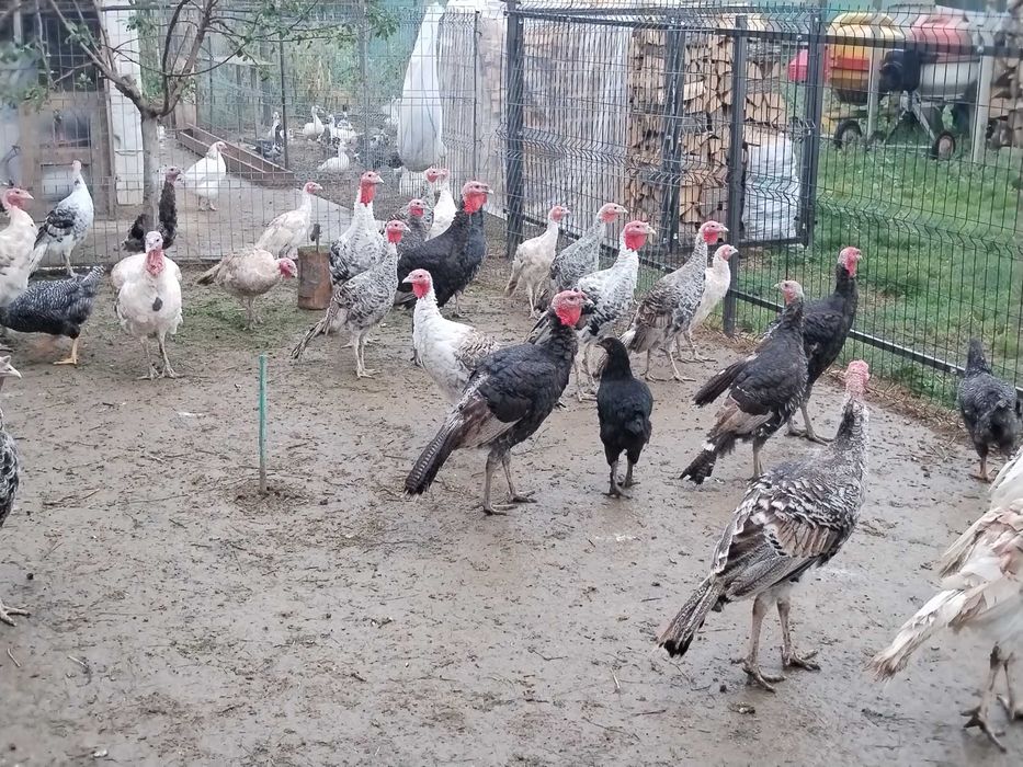 Curci tineret de vanzare